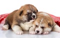 Couple of Japanese Akita-inu puppies lying over