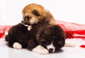 Couple of Japanese Akita-inu puppies lying over