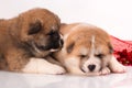 Couple of Japanese Akita-inu puppies lying over