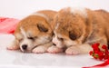 Couple of Japanese Akita-inu puppies lying over