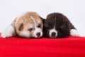 Couple of Japanese Akita-inu puppies lying on red