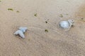 Couple jellyfish failed on sands