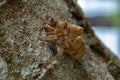 Couple of jumping spiders below a cicada exuvia