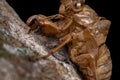 Couple of jumping spiders below a cicada exuvia