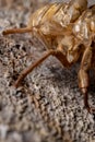 Couple of jumping spiders below a cicada exuvia