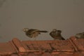 Couple of jungle babblers on a branch of a tree being playful with each other. Amazing creatures are lovely and creative