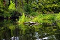 Couple kayaking together in mangrove river. Royalty Free Stock Photo