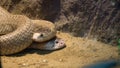 Couple King Cobra Snake on sand Royalty Free Stock Photo