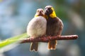 A couple of kissing cuban grassquits birds sitting side by side on a branch in the sun