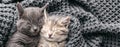 Couple kittens in love sleep nap on soft knitted gray blanket. Portrait cats rest in bed. Feline love hug friendship on