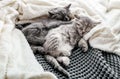 Couple of 2 kittens are sleeping embracing on gray bed covered white blanket. Hugs love 2 cats. Family of purebred cats. Domestic Royalty Free Stock Photo