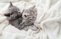 Couple of 2 kittens are sleeping embracing on white bed. Hugs love 2 cats. Family of purebred cats. Domestic Pets have comfortably Royalty Free Stock Photo