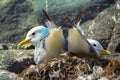 Couple of Kittiwakes gulls settled in nest