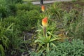 Kniphofia Flower Torch Lily in Bloom