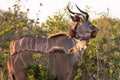 A couple of Kudus at sunset portrayed during a safari in the Hluhluwe - Imfolozi National Park, South africa