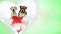 Couple of labrador retriever and boxer in heart shape