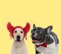 Couple of labrador retriever and french bulldog dogs panting Royalty Free Stock Photo