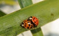 A couple of Ladybugs Royalty Free Stock Photo