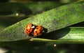 A couple of Ladybugs Royalty Free Stock Photo