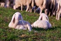 A couple of lamb brothers Royalty Free Stock Photo