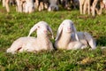 A couple of lamb brothers Royalty Free Stock Photo
