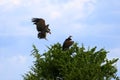 Couple at lappet-faced vulture at the masai mara Royalty Free Stock Photo