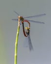 Couple of Large red damselfly copula