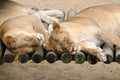 Couple of Lazy Lions