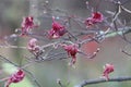 A pink old leaves in the tree Royalty Free Stock Photo