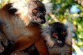 Couple of Lemuri