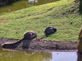 A couple of lemurs eating grass. High quality photo Royalty Free Stock Photo