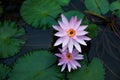 Couple of lilac water lilies surrounded by leaves on surface of the pond. Close up of beautiful lotus flowers. Flower background. Royalty Free Stock Photo