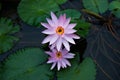 Couple of lilac water lilies surrounded by leaves on surface of the pond. Close up of beautiful lotus flowers. Flower background. Royalty Free Stock Photo