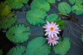 Couple of lilac water lilies surrounded by leaves on surface of the pond. Close up of beautiful lotus flowers. Flower background. Royalty Free Stock Photo