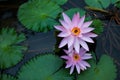 Couple of lilac water lilies surrounded by leaves on surface of the pond. Close up of beautiful lotus flowers. Flower background. Royalty Free Stock Photo