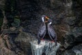 Couple of lille cormorant in The Humboltd Penguin National Park