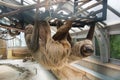 A couple of Linnaeus`s two-toed sloths Choloepus didactylus hanging at the constructions of an exhibit of America Tropicana