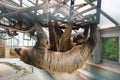 A couple of Linnaeus`s two-toed sloths Choloepus didactylus hanging at the constructions of an exhibit of America Tropicana