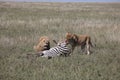 Couple lion eating zebra wild dangerous mammal africa savannah Kenya Royalty Free Stock Photo