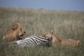 Couple lion eating zebra wild dangerous mammal africa savannah Kenya Royalty Free Stock Photo