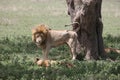 Couple lion wild dangerous Kenya