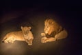 Couple of Lions Lying on Road by Night in Kruger Park, South Africa Royalty Free Stock Photo