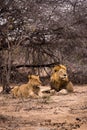 Couple of Lions Lying in Savannah, Kruger Park, South Africa