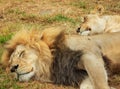 Couple of lions resting