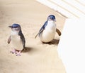 Couple little blue penguins, beach Australia