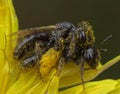 Couple of little honey bees making love into lots of yellow pollen Royalty Free Stock Photo