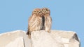 Couple of little owls sitting on big rock under blue sky in bright sunlight Royalty Free Stock Photo