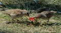 A couple of little sparrows