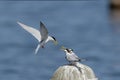 Couple of little tern perching on a iron pole in the river Royalty Free Stock Photo