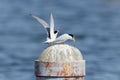 Couple of little tern perching on a iron pole in the river Royalty Free Stock Photo